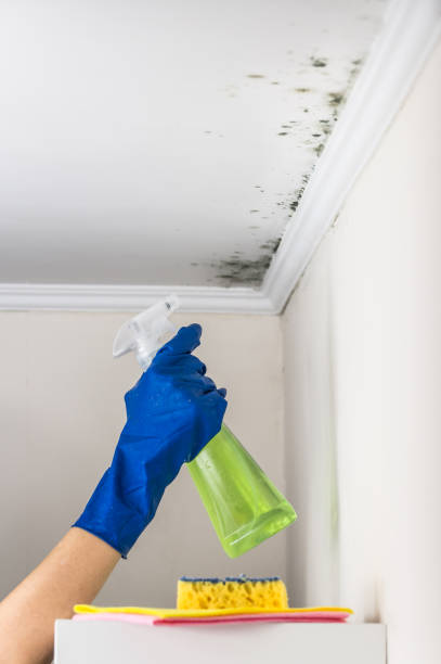 Mold Removal and Inspection in Hillsdale, NJ